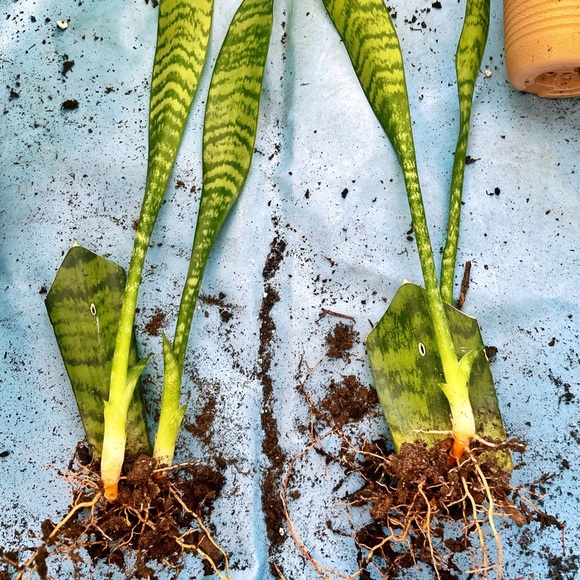 Rooted Snake Plants 🌿 - Picture 3 of 4